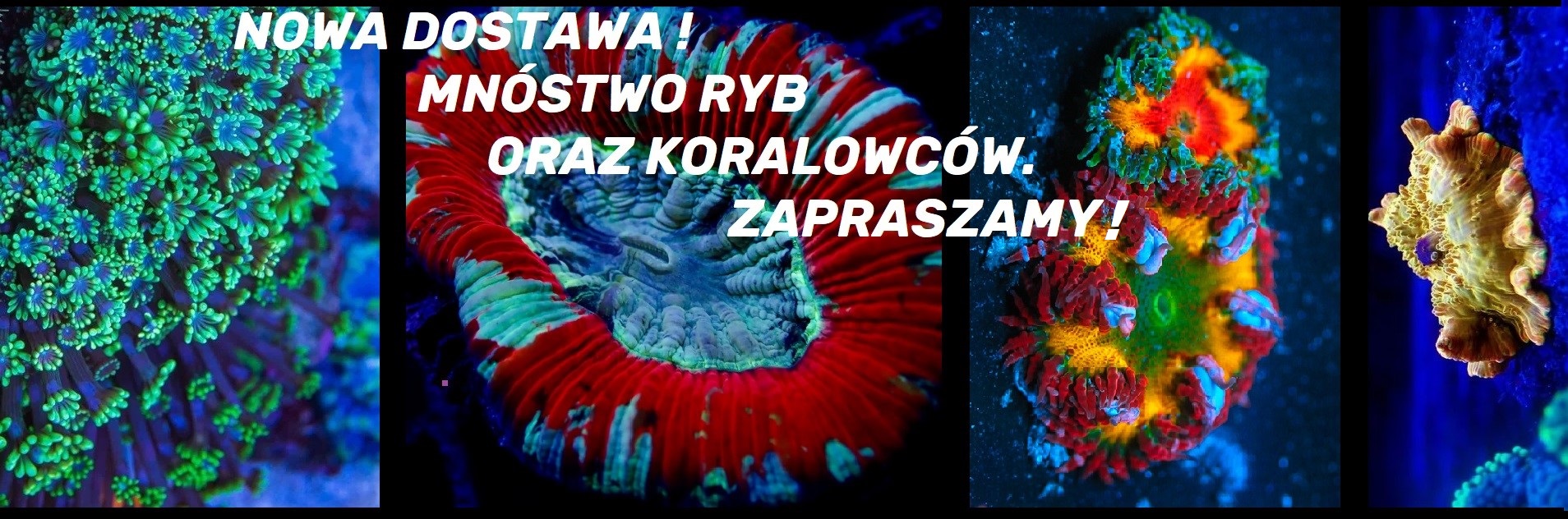 DOSTAWA KORAŁOWCÓW